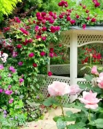 بذرِ جادوییِ امیدت را بکار ، و معجزه هایت را درو کن …