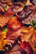 درود، با ما همراه باشید با جدیدترین اخبار لحظه ای 29 مهرماه 1402