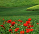 درود، با ما همراه باشید با جدیدترین اخبار لحظه ای 14 اردیبهشت ماه 1402.